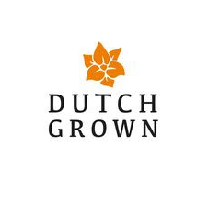 dutch grown 21